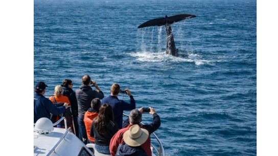 Whale Watching in Massachusetts: A Signature Coastal Experience for Newcomers (featured )